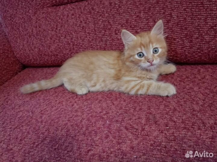 Котята бесплатно