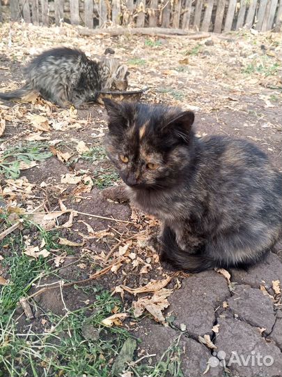 Отдадим даром в хорошие руки