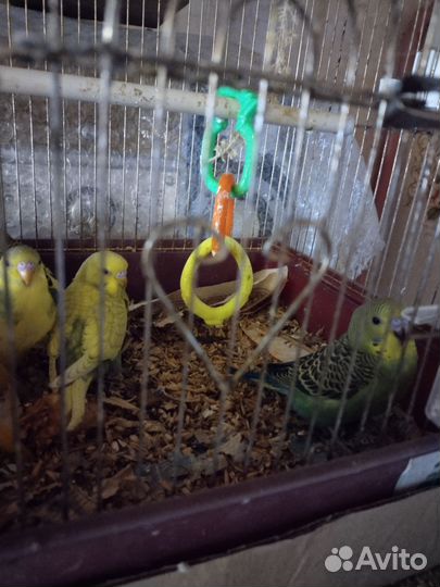 Птенцы волнистых попугаев
