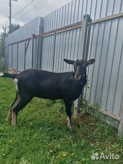 Продам козу