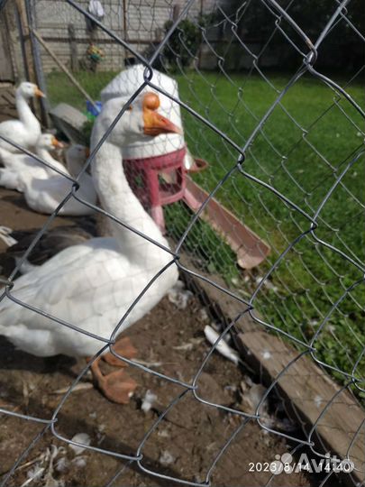 Семья гусей