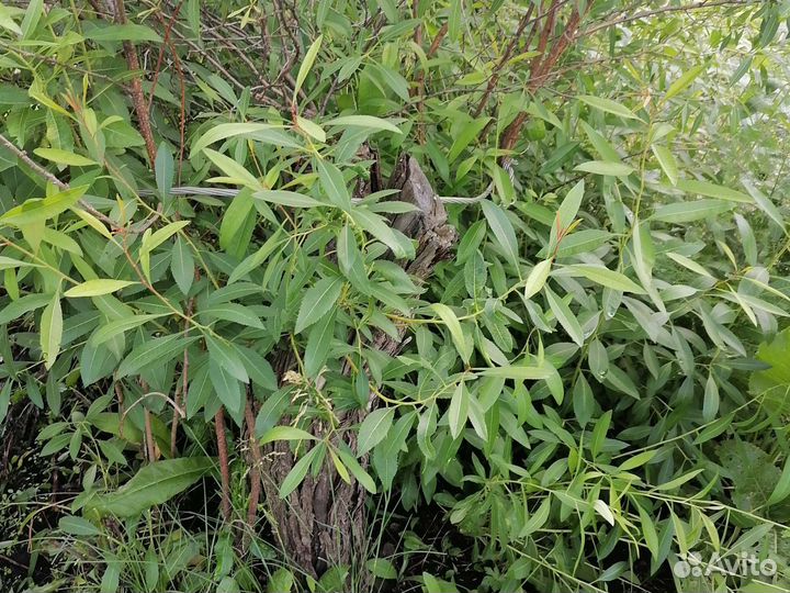 Саженцы миндаля с хорошей корневой системой