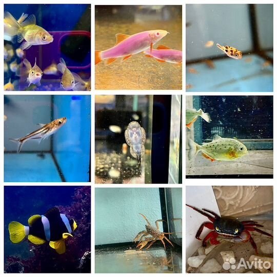 Аквариумные рыбки новый завоз 02.07.23