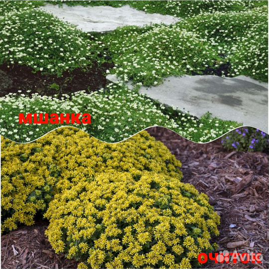 Мшанка шиловидная, Очиток (седум) 