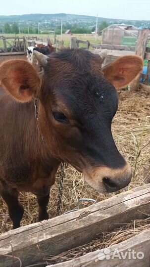 Телка айширская-джерсийская