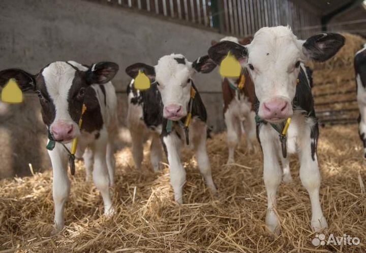 Телята Бычки мясного направления