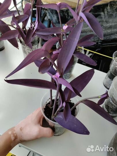 Традесканция пурпурная