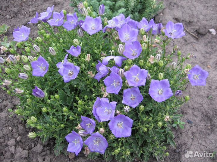 Многолетники,зимуют в грунте без укрытия