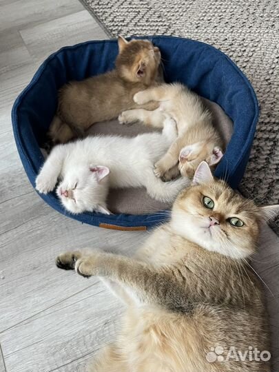 Британские котята