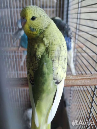 Выставочный волнистый попугай, самка