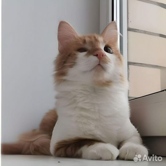 Стив. Котик 7 месяцев