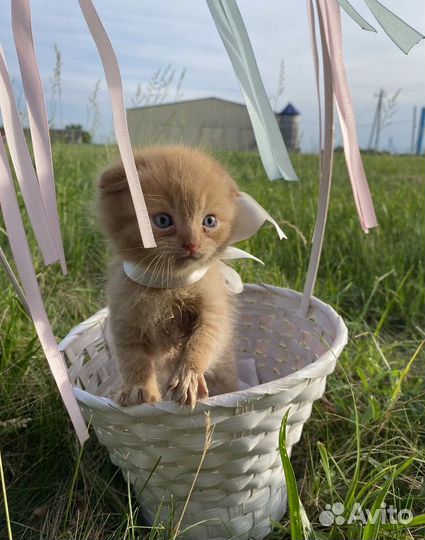 Шотдандский котенок