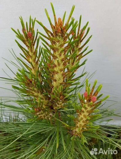 Привитые саженцы кедра с закрытой корневой системо