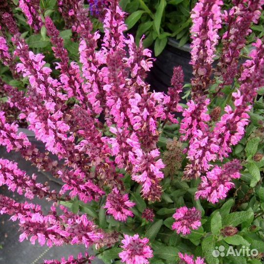 Шалфей розовый Queen Rose