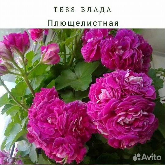 Плющелистные пеларгонии