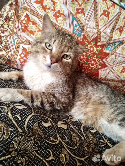 Кот в добрые руки