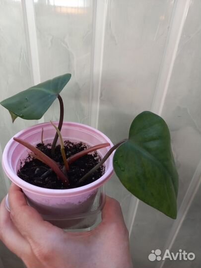 Филодендрон