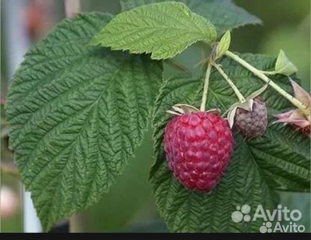 Малина листья