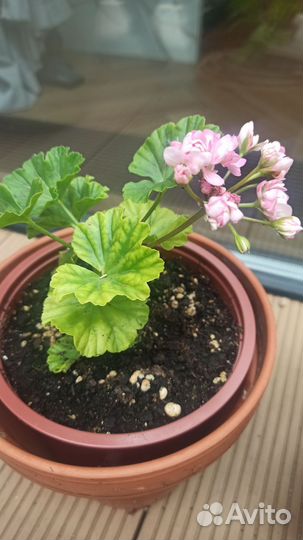 Пеларгония розебудная сортовая