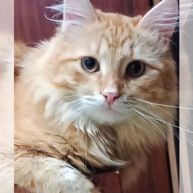 Европейский короткошёрстный, взрослый кот