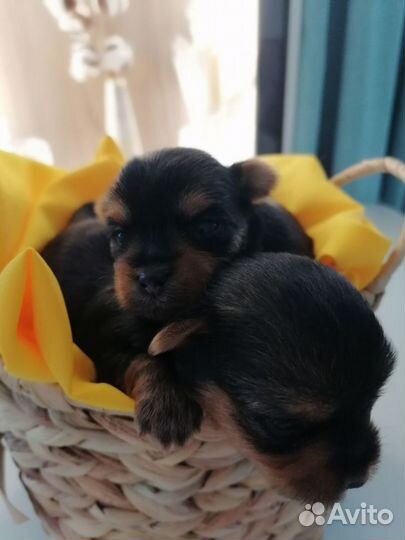 Маленькая собака