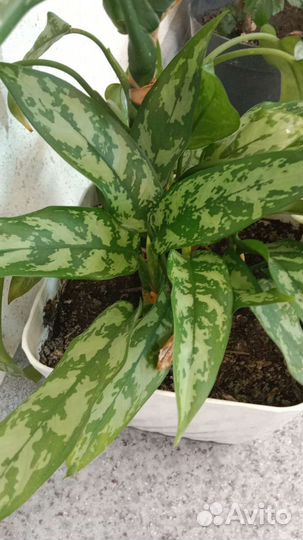 Комнатные цветы