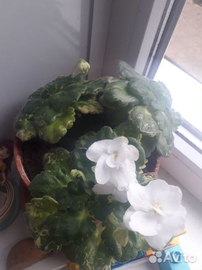 Цветущая фиалка