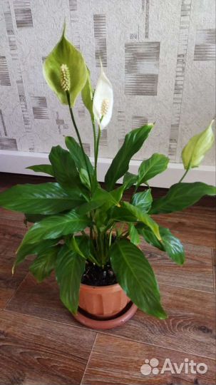 Спатифиллум,фикус