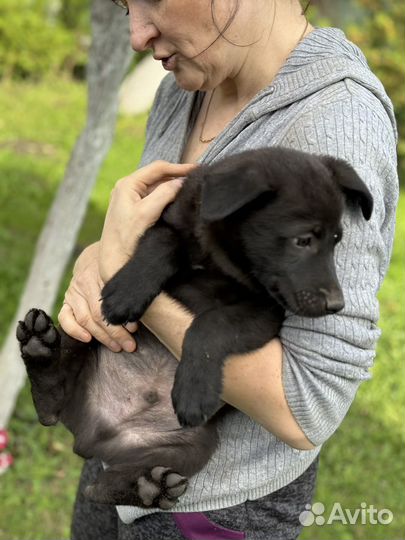 Щенок в добрые руки бесплатно