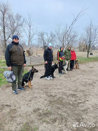 Дрессеровка собак