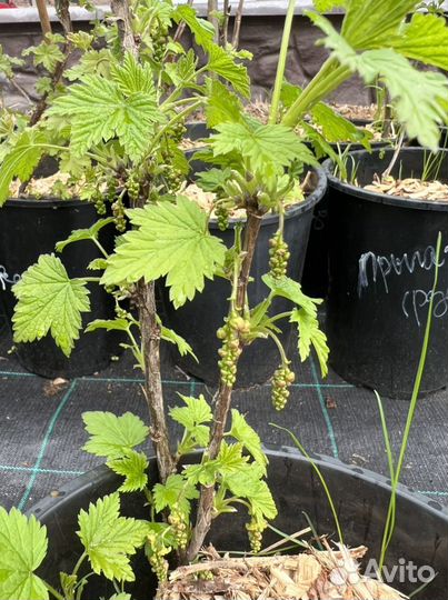 Смородина белая 