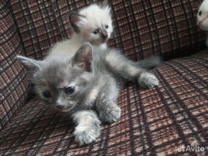 Животные-кошки