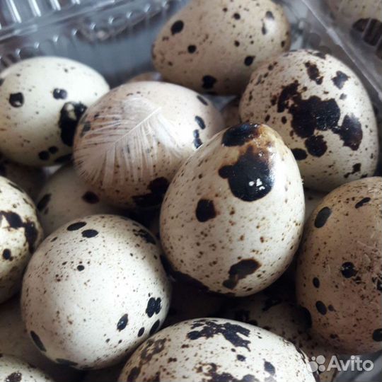 Яйцо перепелиное