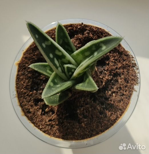 Крассула Хоббит, Алоэ пёстрое суккуленты