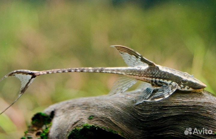 Стурисома панамская