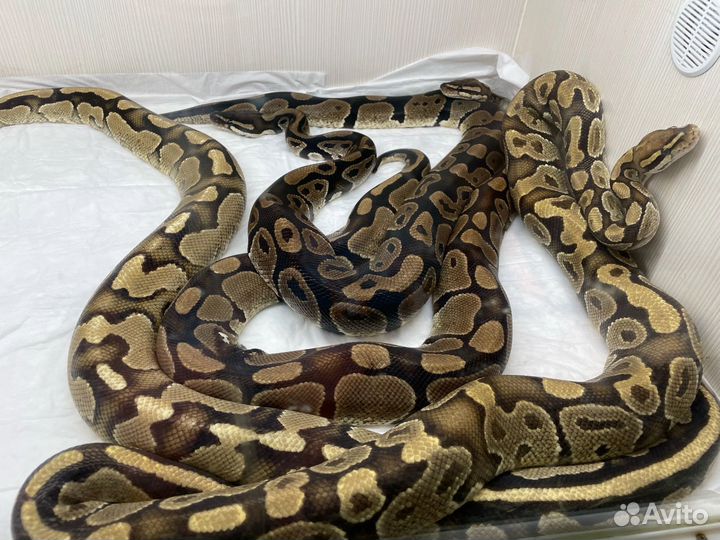 Королевская змея