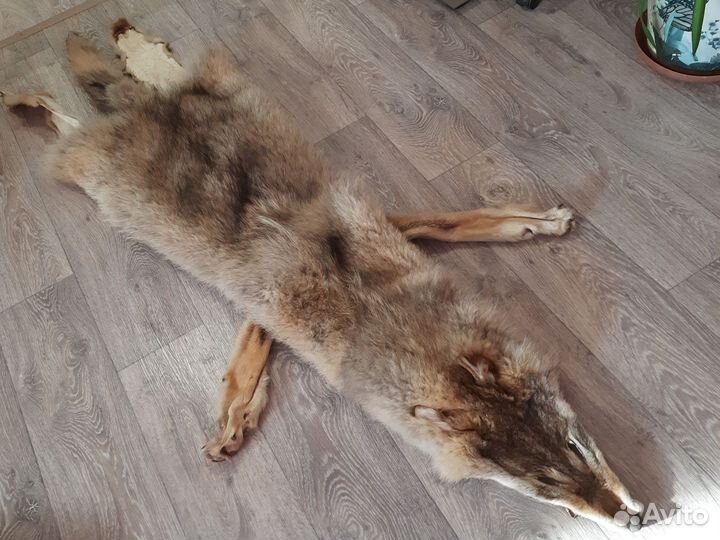 Шкура волка