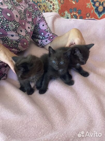 Котята черные