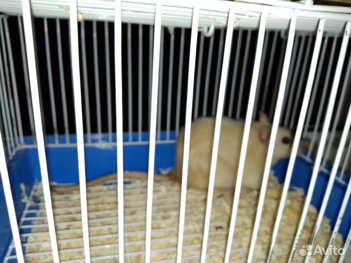 Крыса домашняя