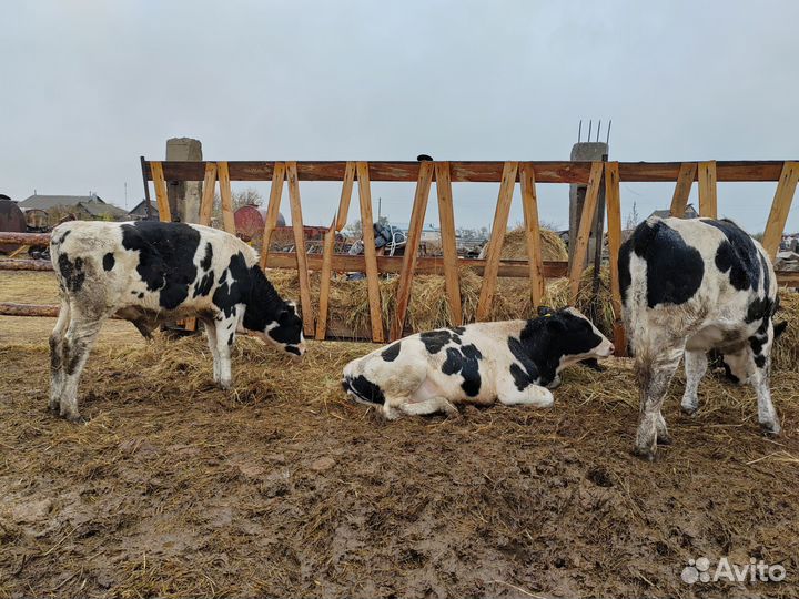 Бычки 6 месяцев