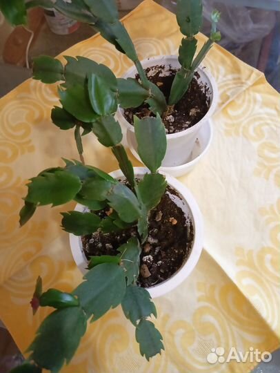 Декабрист шлюмбергера