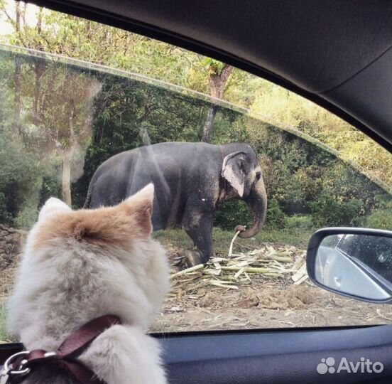 Перевозка животных за границу - консультация