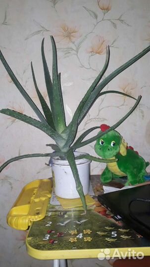 Алоэ вера. Возраст более 2х лет