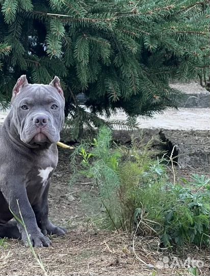 Американский булли голубой покет