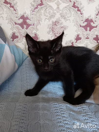 Котята чаузи ф3