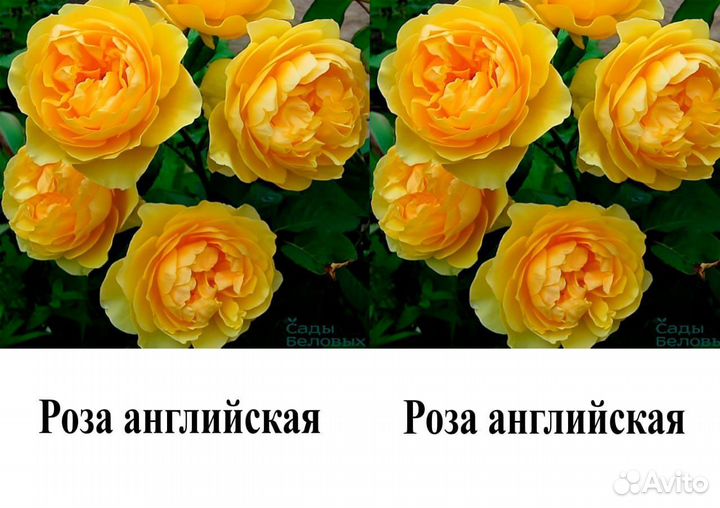 Розы саженцы 45 сортов