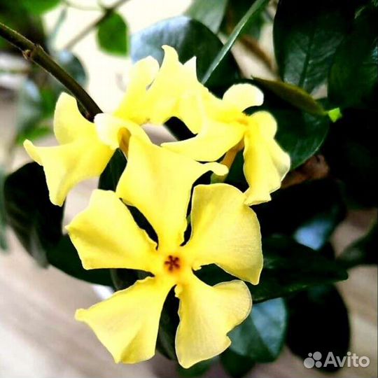 Трахелоспермум