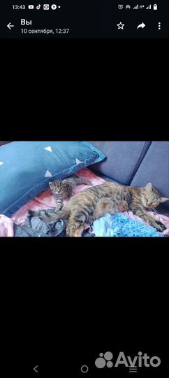 Котенок