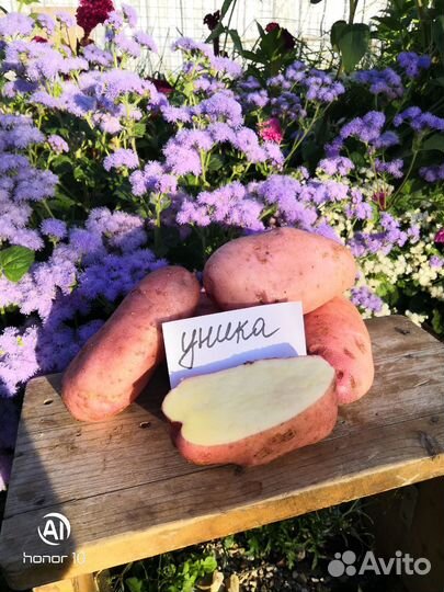 Семенной картофель