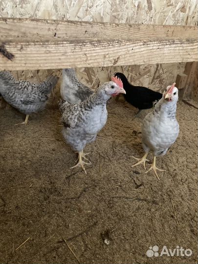 Петухи Барковская Барвиская, Ухейилюй и др